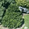 Chamaecyparis obtusa Nana Gracilis, greffé : H 25/30 : pot 3 L
