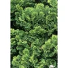 Chamaecyparis obtusa Nana Gracilis : H 25/30 : pot 4 L
