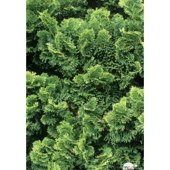 Chamaecyparis obtusa Nana Gracilis : H 25/30 : pot 4 L