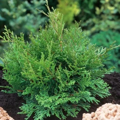 Chamaecyparis obtusa 'Pygmaea' Pot 3L