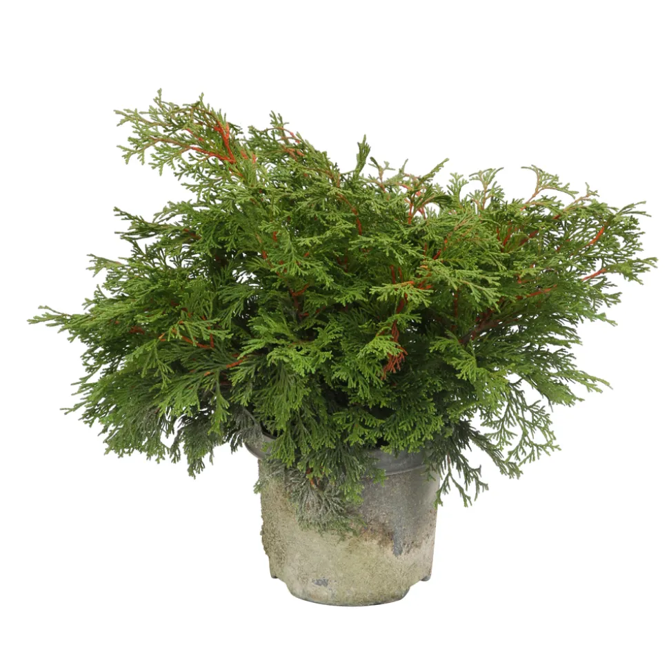 Chamaecyparis obtusa 'Pygmaea' Pot 3L
