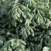 Chamaecyparis pisifera 'Boulevard' Pot 3L