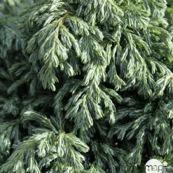 Chamaecyparis pisifera 'Boulevard' Pot 3L