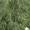 Chamaecyparis pisifera Nana : pot 2 L