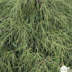 Chamaecyparis pisifera Nana : pot 2 L