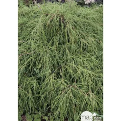 Chamaecyparis pisifera Nana : pot 2 L