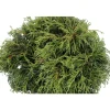 Chamaecyparis pisifera Sungold : H 30/40 cm : pot 5 L