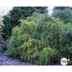 Chamaecyparis pisifera Sungold : H 30/40 cm : pot 5 L