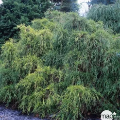Chamaecyparis pisifera Sungold : H 30/40 cm : pot 5 L