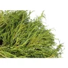 Chamaecyparis pisifera Sungold : pot 4L