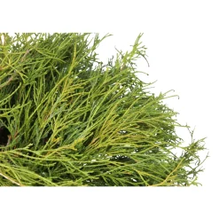 Chamaecyparis pisifera Sungold : pot 4L