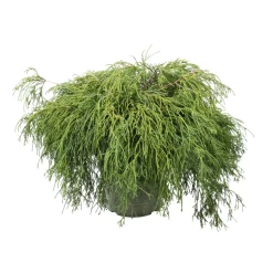 Chamaecyparis pisifera Sungold : pot 4L