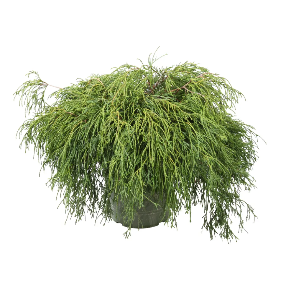 Chamaecyparis pisifera Sungold : pot 4L