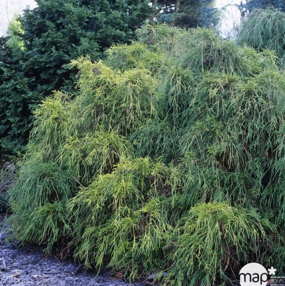 Chamaecyparis pisifera Sungold : pot 4L