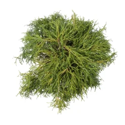 Chamaecyparis pisifera Sungold : pot 4L