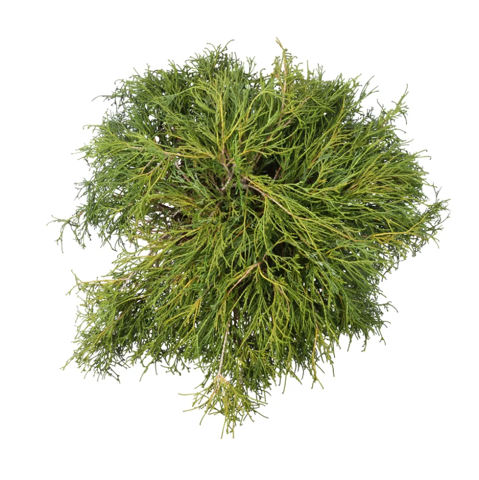 Chamaecyparis pisifera Sungold : pot 4L