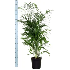 Chamaedorea 'Seifrizi' H130cm - pot D24 cm