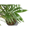 Chamaedorea 'Seifrizii' : Pot D.32cm - H.200cm