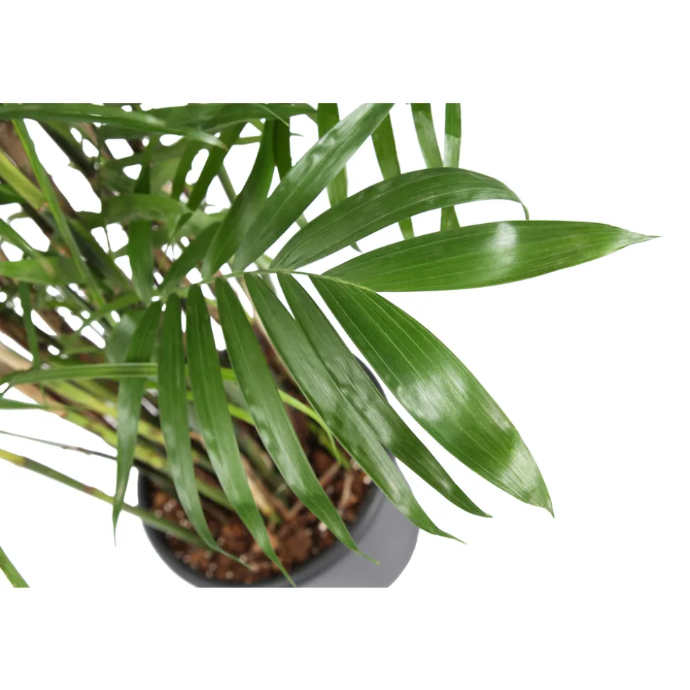 Chamaedorea 'Seifrizii' : Pot D.32cm - H.200cm