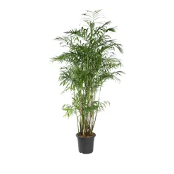 Chamaedorea 'Seifrizii' : Pot D.32cm - H.200cm