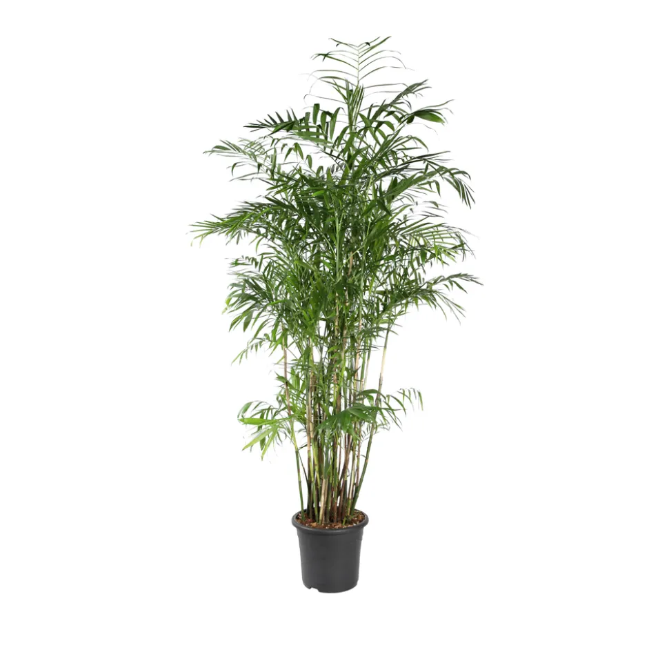 Chamaedorea 'Seifrizii' : Pot D.32cm - H.200cm