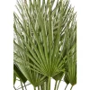 Chamaerops humilis : pot de D.28cm