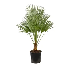 Chamaerops humilis : pot de D.28cm