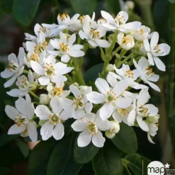 Choisya ternata : ctr 2 litres