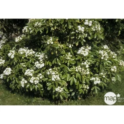 Choisya ternata : ctr 2 litres