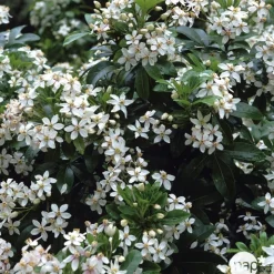 Choisya ternata : ctr 2 litres