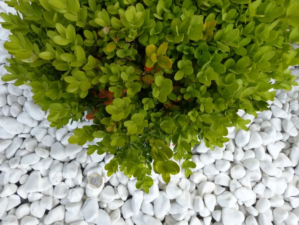 CLASSGARDEN - Galet blanc brillant 12-24 pack de 7 m² - 14 sacs - 280 kg