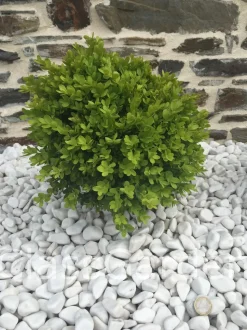 CLASSGARDEN - Galet blanc brillant 12-24 pack de 7 m² - 14 sacs - 280 kg