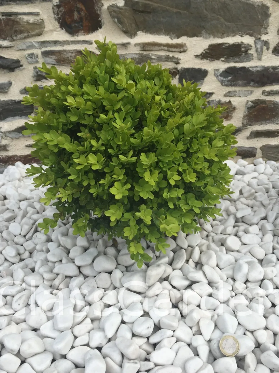 CLASSGARDEN - Galet blanc brillant 12-24 pack de 7 m² - 14 sacs - 280 kg