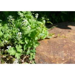 CLASSGARDEN - Pas japonais corten irrégulier - pack de 18 pièces