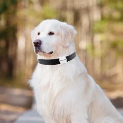 Collier de suivi gps intelligent et étanche pour chats et chiens