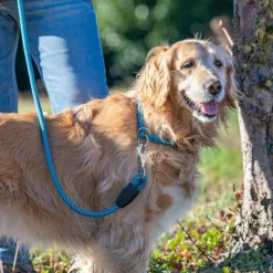Collier semi-étranglé pour chiens sport extreme cs13/60, longe en nylon robuste, ajustable, azur-bleu