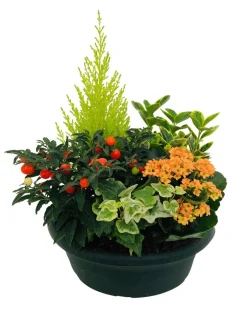 Composition 5 plantes, coloris variables : coupe plastique