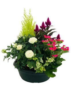 Composition 5 plantes, coloris variables : coupe plastique