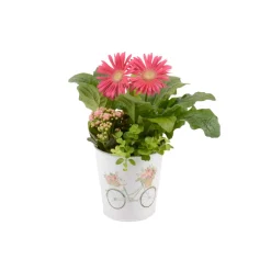 Composition "Merci", 1 plante : pot D.8cm