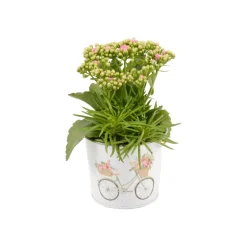 Composition "Merci", 1 plante : pot D.10cm