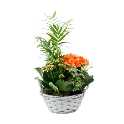Composition Panier Fleuri : 4 plantes- Coloris variables (N2).