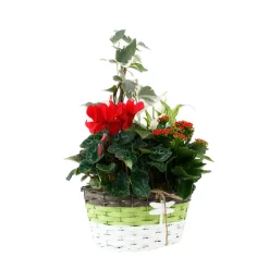 Composition Panier Fleuri : 5 plantes- Coloris variables (N3).