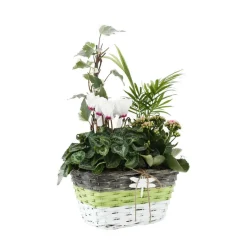 Composition Panier Fleuri : 5 plantes- Coloris variables (N3).