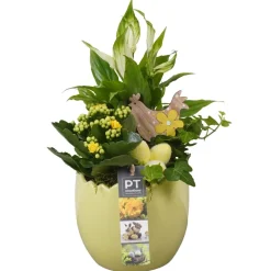 Composition plantes vertes fleuries, déco Pâques : pot D.14cm