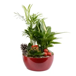 CREATION TRUFFAUT - Compo Orchidée et 3 plantes H35cm, pot D19cm