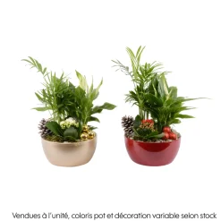 CREATION TRUFFAUT - Compo Orchidée et 3 plantes H35cm, pot D19cm