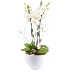 CREATION TRUFFAUT - Composition cérémonie avec Phalaenopsis 4 tiges - Pot D 27cm - H 70cm