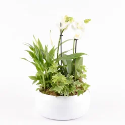 CREATION TRUFFAUT - Composition orchidée et 3 plantes : pot D.20cm