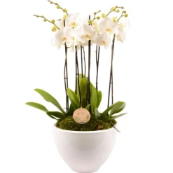 CREATION TRUFFAUT - Composition Phalaenopsis 6 tiges