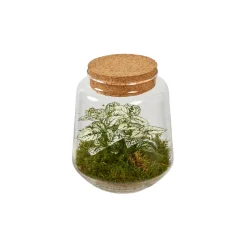 CREATION TRUFFAUT - Composition Hypoestes et Fittonia dans terrarium de D.15cm/H.17cm
